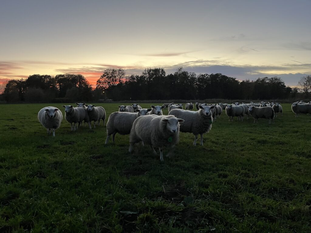 ons verhaal - begrazing